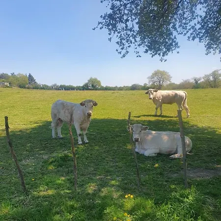 Fleur De Lys Au Puy Du Fou - Stayinvendee * La Gaubretiere